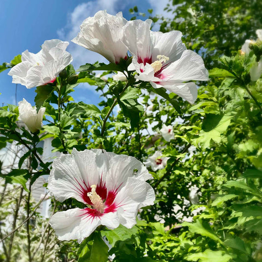 White Wing Hibiscus in 3.5” Nursery Cubes (Hibiscus rosa-sinensis)