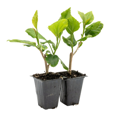 Butterfly Hibiscus | Live Plant in 2.5 Inch Nursery Cube | Hibiscus rosa-sinensis