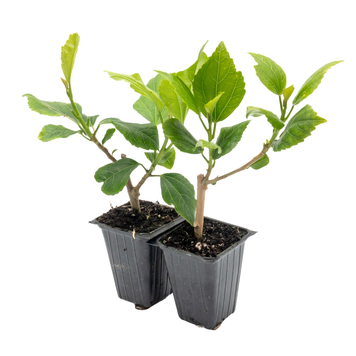 White Wing Hibiscus | Live Plant in 2.5 Inch Nursery Cube | Hibiscus rosa-sinensis