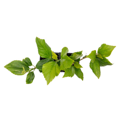 White Wing Hibiscus | Live Plant in 2.5 Inch Nursery Cube | Hibiscus rosa-sinensis