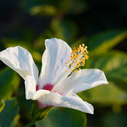 White Wing Hibiscus in 3.5” Nursery Cubes (Hibiscus rosa-sinensis)