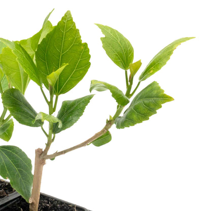 White Wing Hibiscus in 3.5” Nursery Cubes (Hibiscus rosa-sinensis)