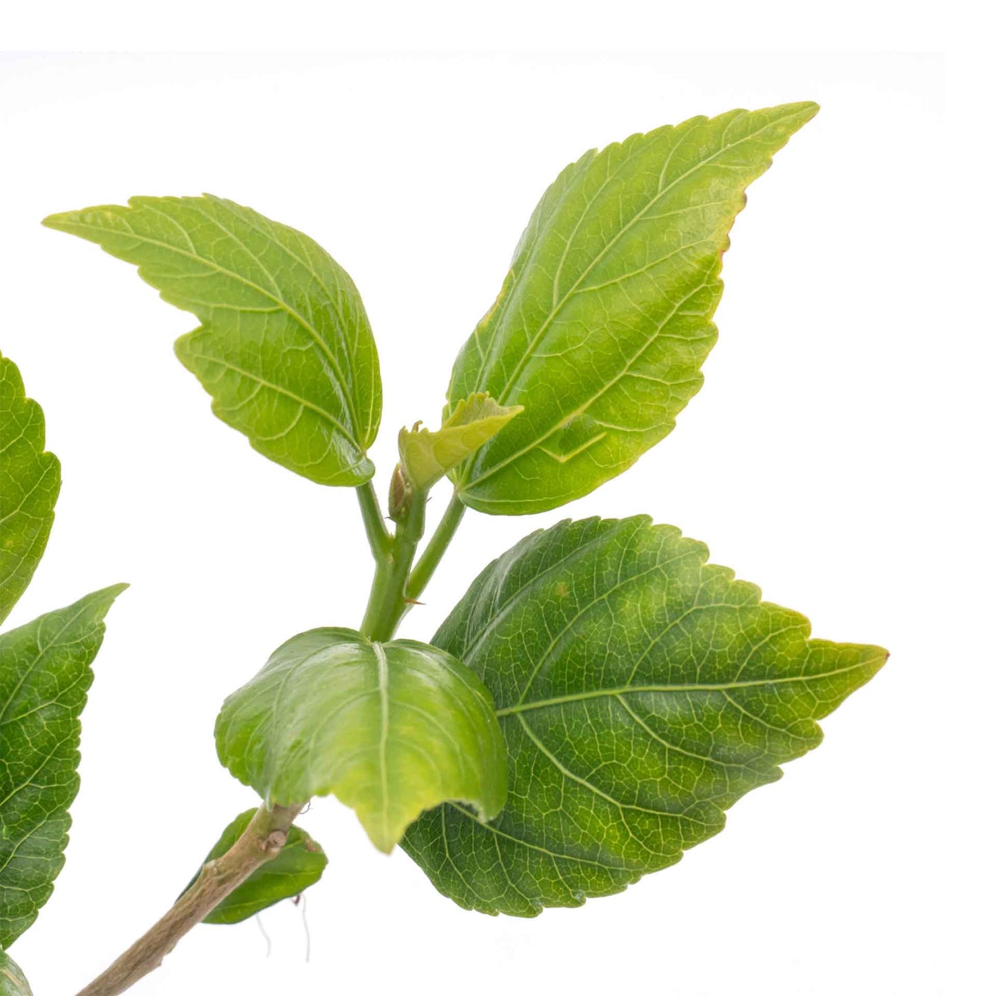 White Wing Hibiscus in 3.5” Nursery Cubes (Hibiscus rosa-sinensis)