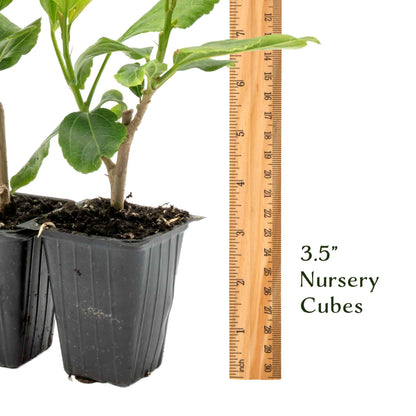 White Wing Hibiscus in 3.5” Nursery Cubes (Hibiscus rosa-sinensis)