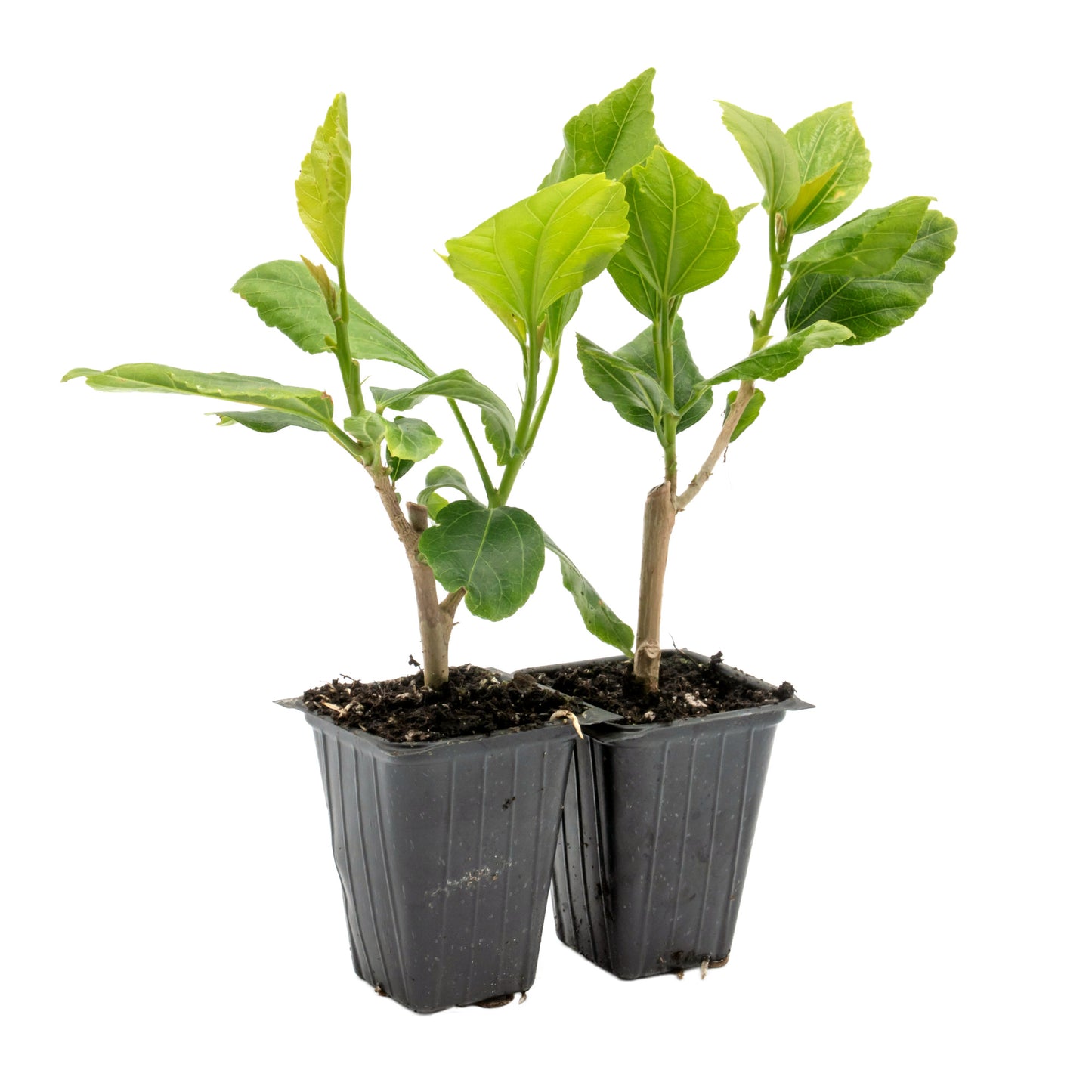 White Wing Hibiscus in 3.5” Nursery Cubes (Hibiscus rosa-sinensis)