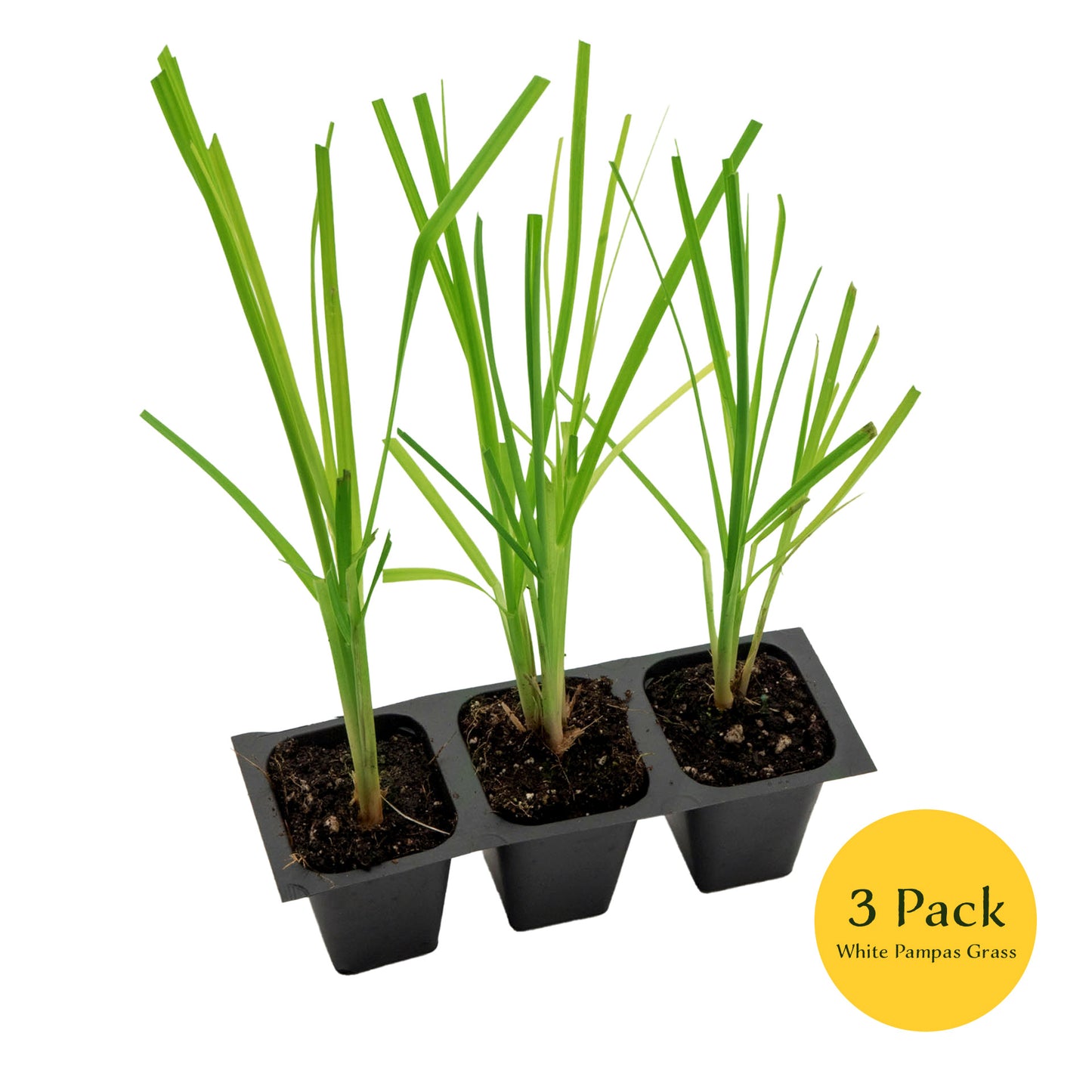 White Pampas Grass | Live Plant in 2.5 Inch Nursery Cube | Cortaderia Selloana