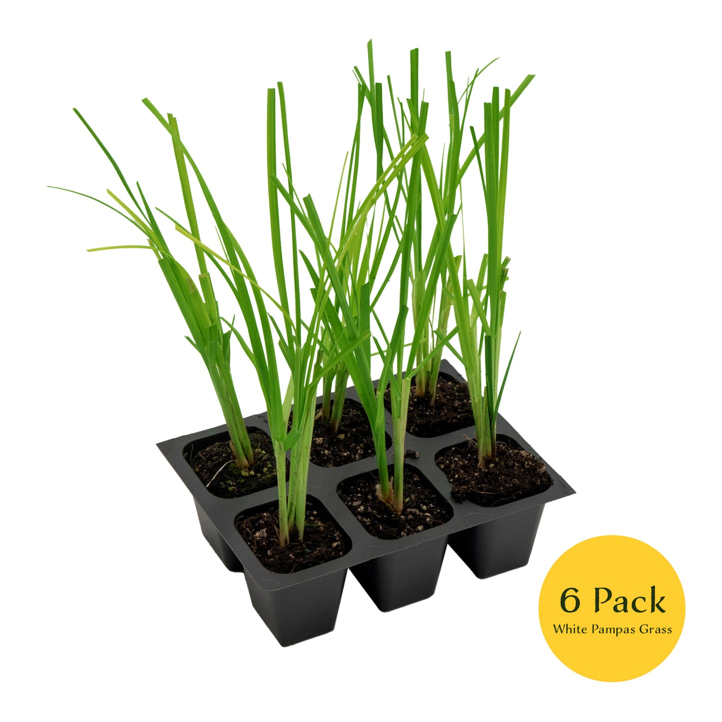 White Pampas Grass | Live Plant in 2.5 Inch Nursery Cube | Cortaderia Selloana