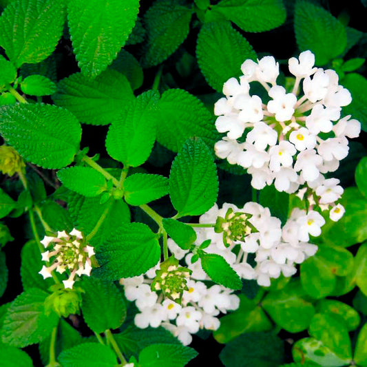 Trailing White Lantana | Live Plant in 2.5 Inch Nursery Cube | Lantana Montevidensis