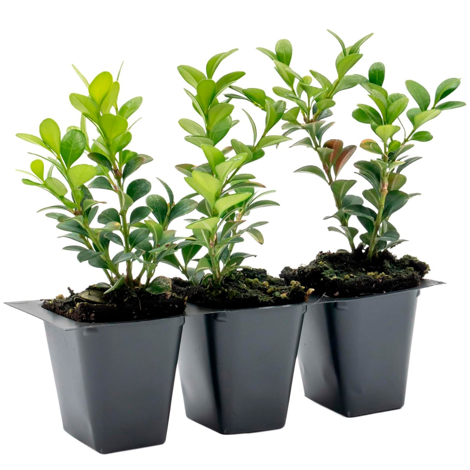 Winter Gem Boxwood | Live Plant in 2.5 Inch Nursery Cube | Buxus microphylla VAR. Japonica