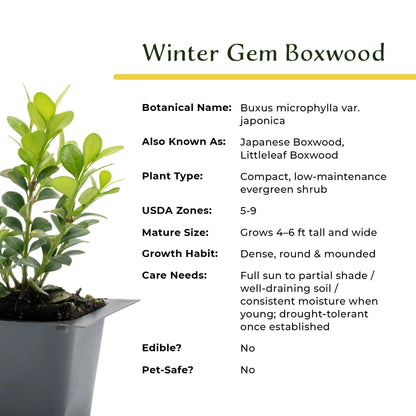 Winter Gem Boxwood in 2.5” Nursery Cubes (Buxus microphylla var. japonica)