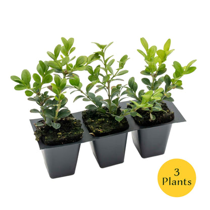 Winter Gem Boxwood in 2.5” Nursery Cubes (Buxus microphylla var. japonica)