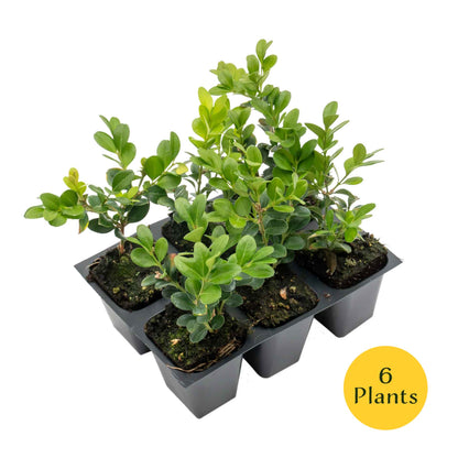 Winter Gem Boxwood in 2.5” Nursery Cubes (Buxus microphylla var. japonica)