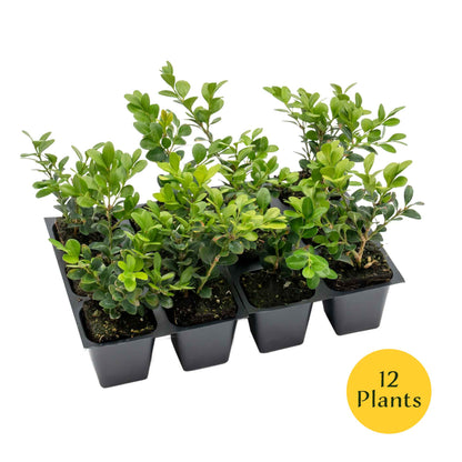 Winter Gem Boxwood in 2.5” Nursery Cubes (Buxus microphylla var. japonica)