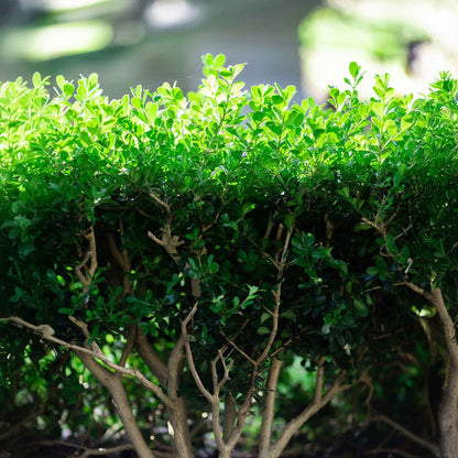 Winter Gem Boxwood in 2.5” Nursery Cubes (Buxus microphylla var. japonica)