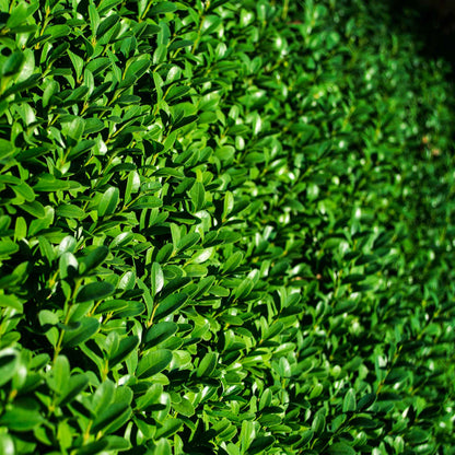 Winter Gem Boxwood in 2.5” Nursery Cubes (Buxus microphylla var. japonica)