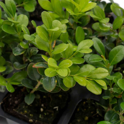 Winter Gem Boxwood in 2.5” Nursery Cubes (Buxus microphylla var. japonica)
