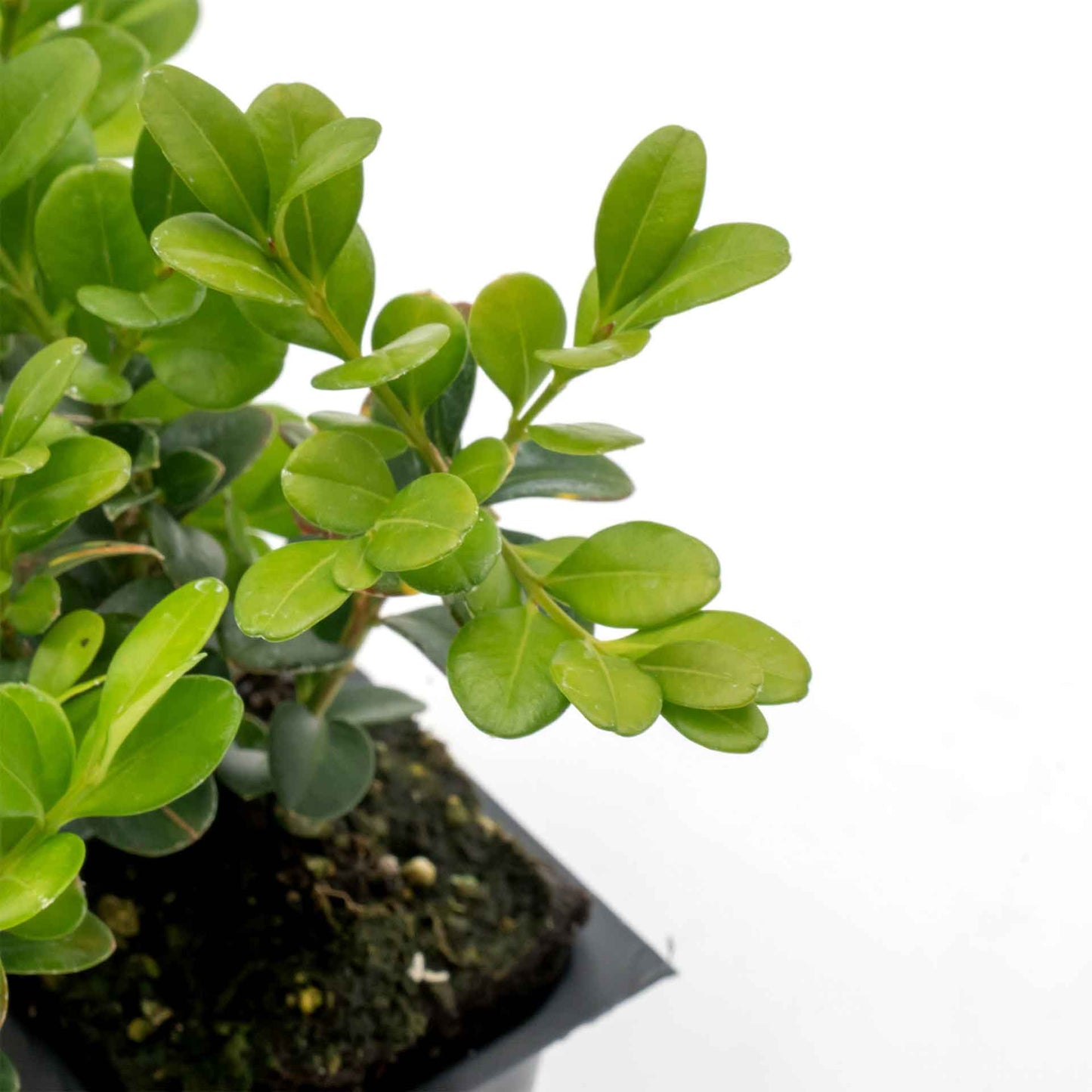 Winter Gem Boxwood in 2.5” Nursery Cubes (Buxus microphylla var. japonica)