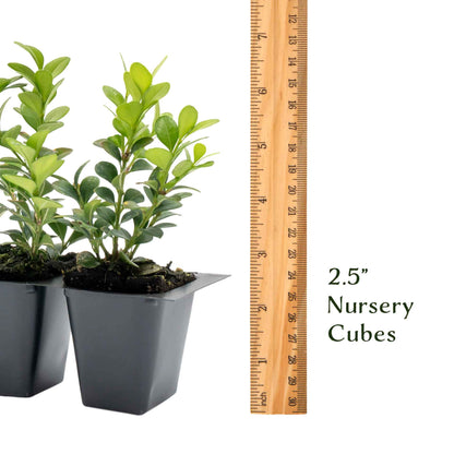 Winter Gem Boxwood in 2.5” Nursery Cubes (Buxus microphylla var. japonica)