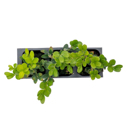 Winter Gem Boxwood in 2.5” Nursery Cubes (Buxus microphylla var. japonica)