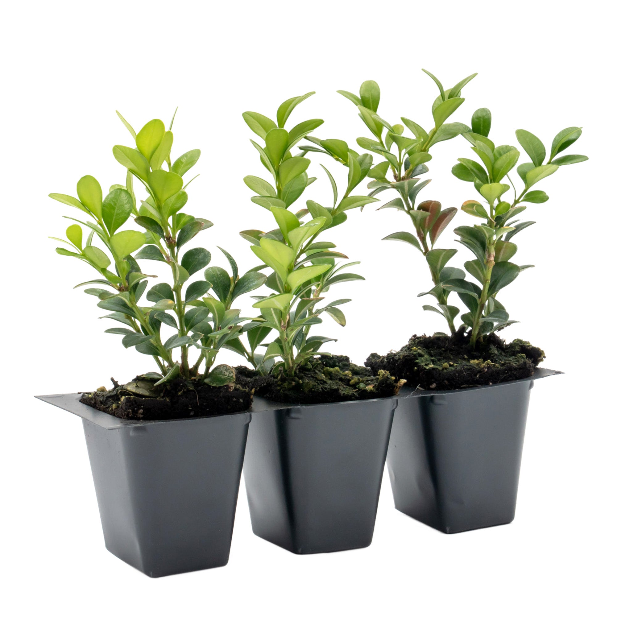 Winter Gem Boxwood in 2.5” Nursery Cubes (Buxus microphylla var. japonica)