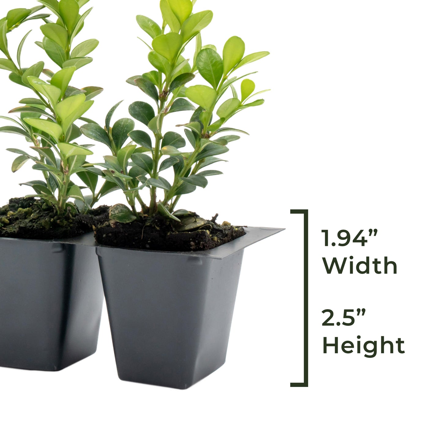 Winter Gem Boxwood | Live Plant in 2.5 Inch Nursery Cube | Buxus microphylla VAR. Japonica