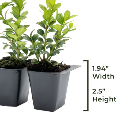 Winter Gem Boxwood | Live Plant in 2.5 Inch Nursery Cube | Buxus microphylla VAR. Japonica