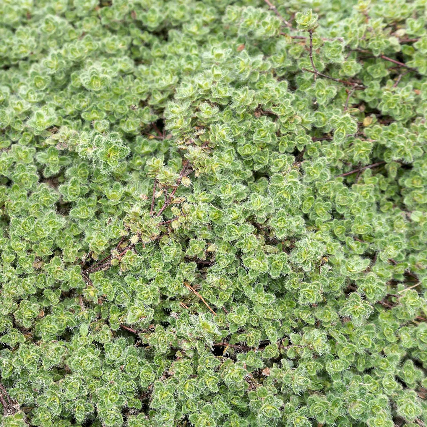 Woolly Thyme in 2.5” Nursery Cubes (Thymus pseudolanuginosus)