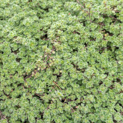 Woolly Thyme in 2.5” Nursery Cubes (Thymus pseudolanuginosus)