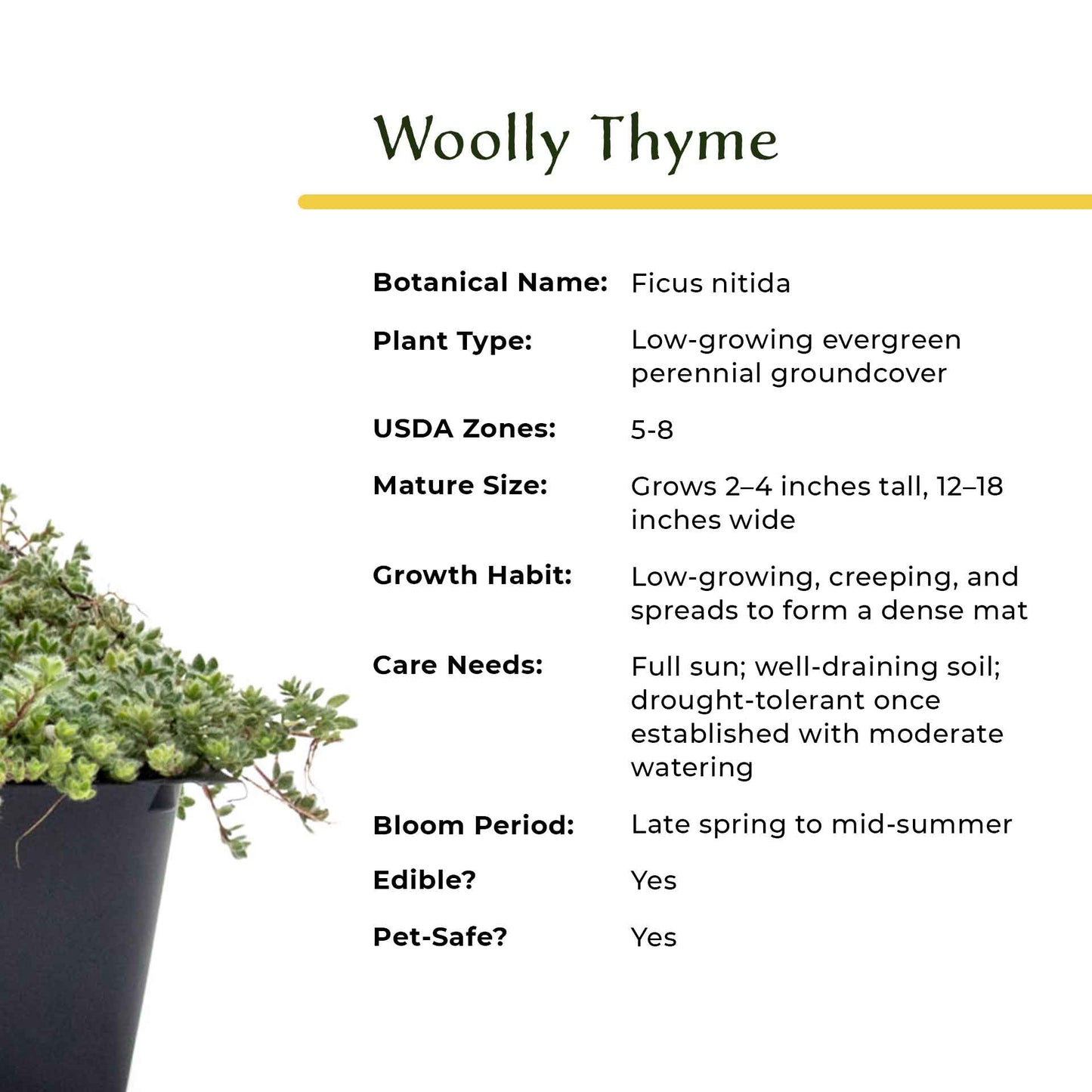 Woolly Thyme in 2.5” Nursery Cubes (Thymus pseudolanuginosus)