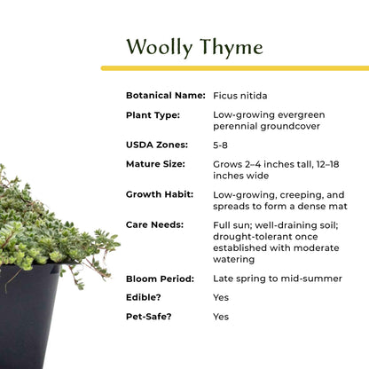 Woolly Thyme in 2.5” Nursery Cubes (Thymus pseudolanuginosus)