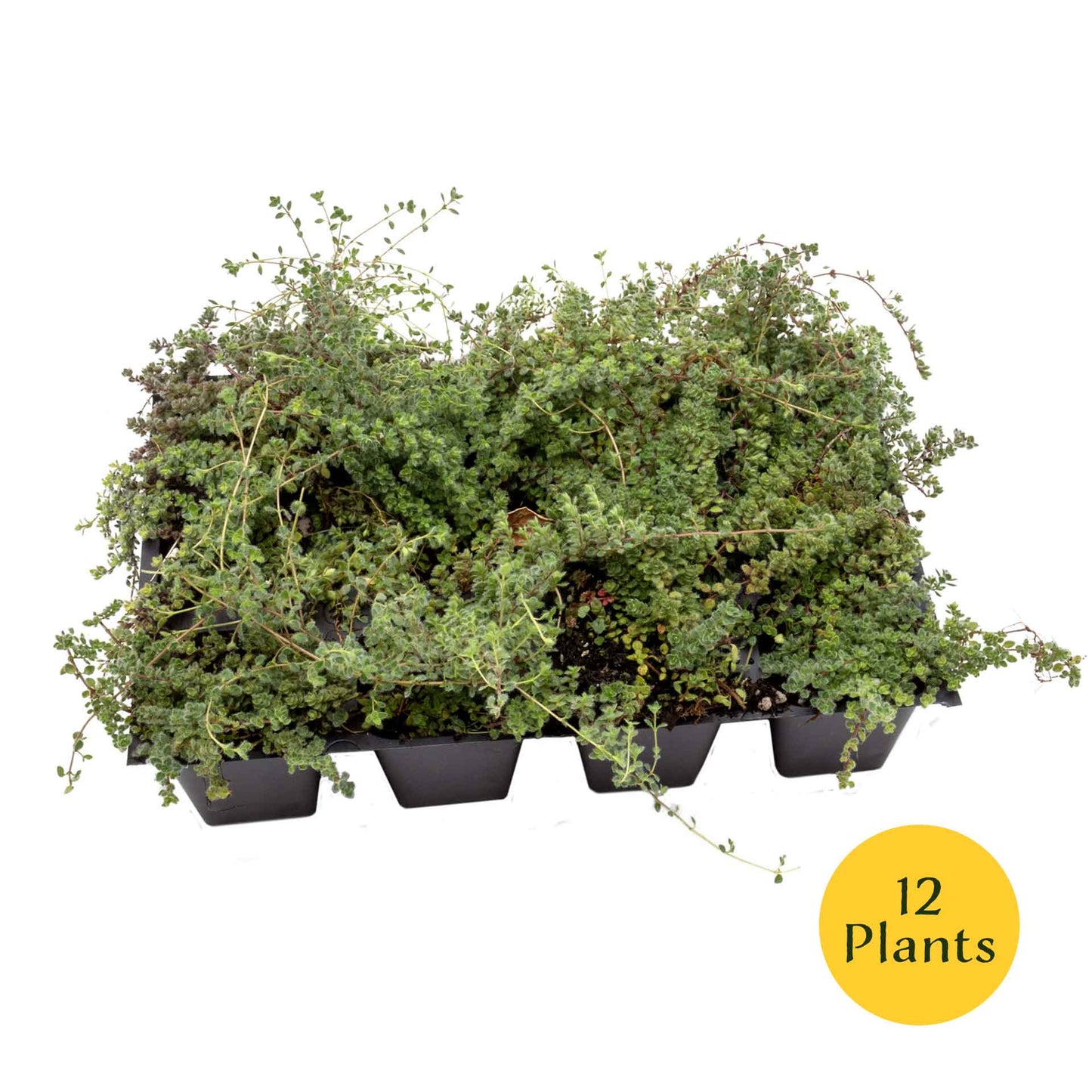 Woolly Thyme in 2.5” Nursery Cubes (Thymus pseudolanuginosus)