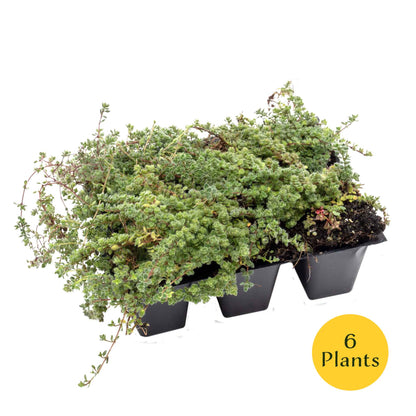 Woolly Thyme in 2.5” Nursery Cubes (Thymus pseudolanuginosus)