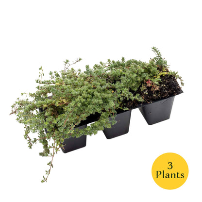 Woolly Thyme in 2.5” Nursery Cubes (Thymus pseudolanuginosus)