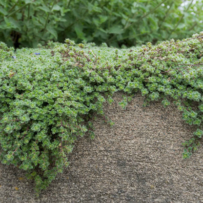 Woolly Thyme in 2.5” Nursery Cubes (Thymus pseudolanuginosus)