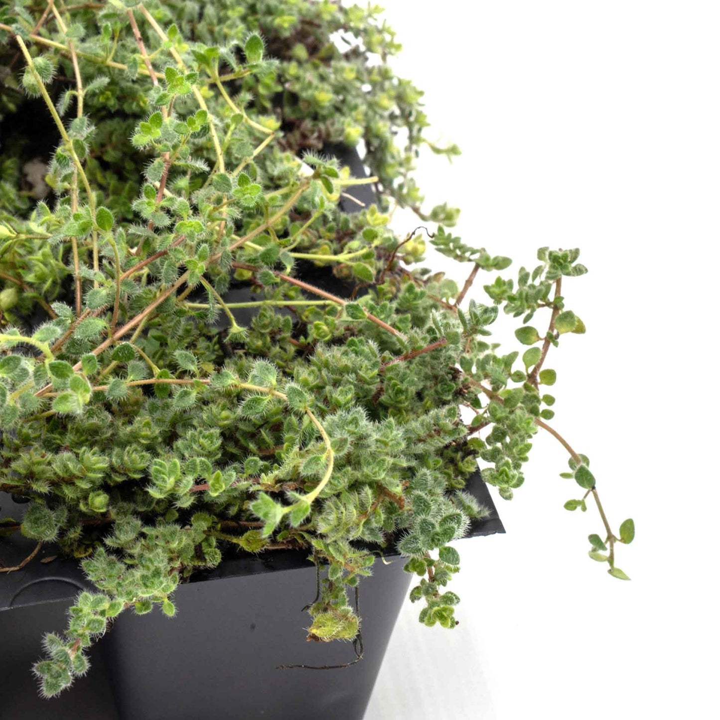 Woolly Thyme in 2.5” Nursery Cubes (Thymus pseudolanuginosus)
