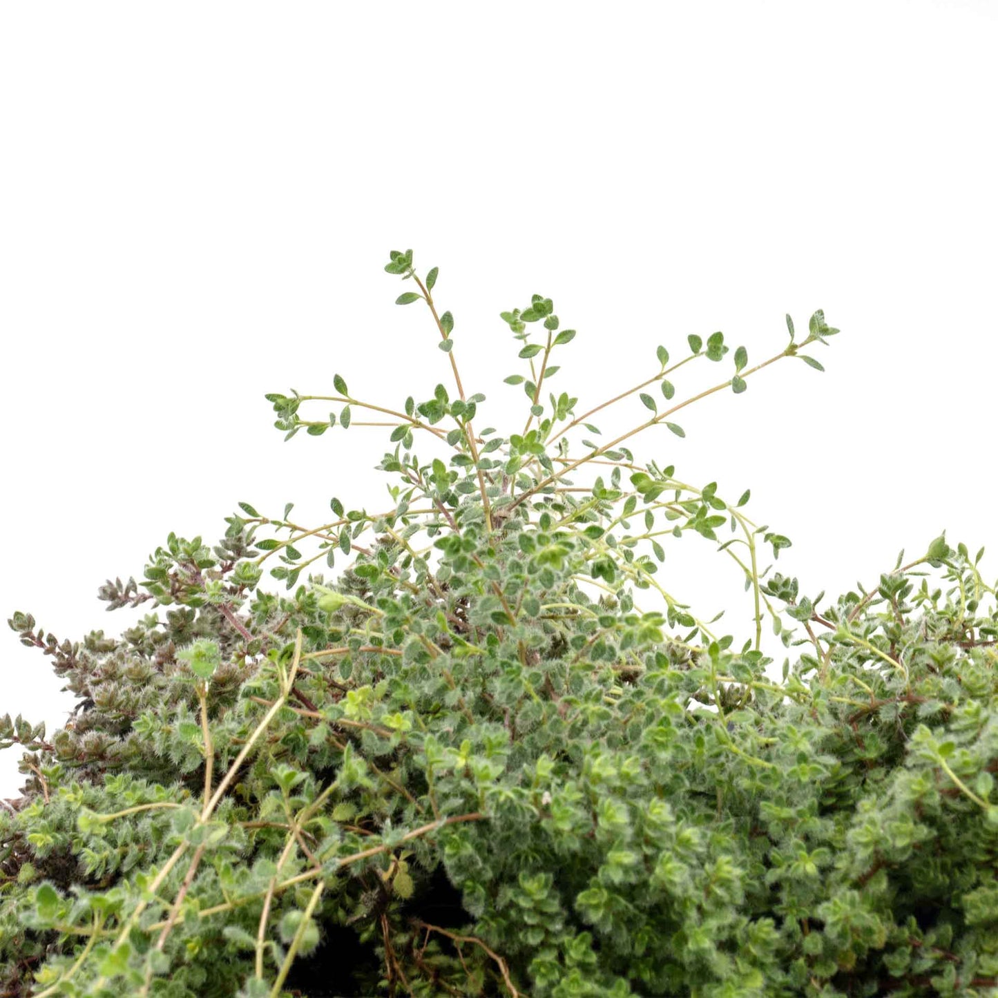 Woolly Thyme in 2.5” Nursery Cubes (Thymus pseudolanuginosus)