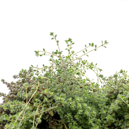 Woolly Thyme in 2.5” Nursery Cubes (Thymus pseudolanuginosus)