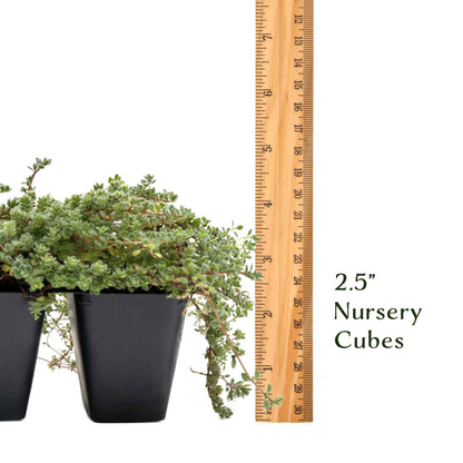 Woolly Thyme in 2.5” Nursery Cubes (Thymus pseudolanuginosus)