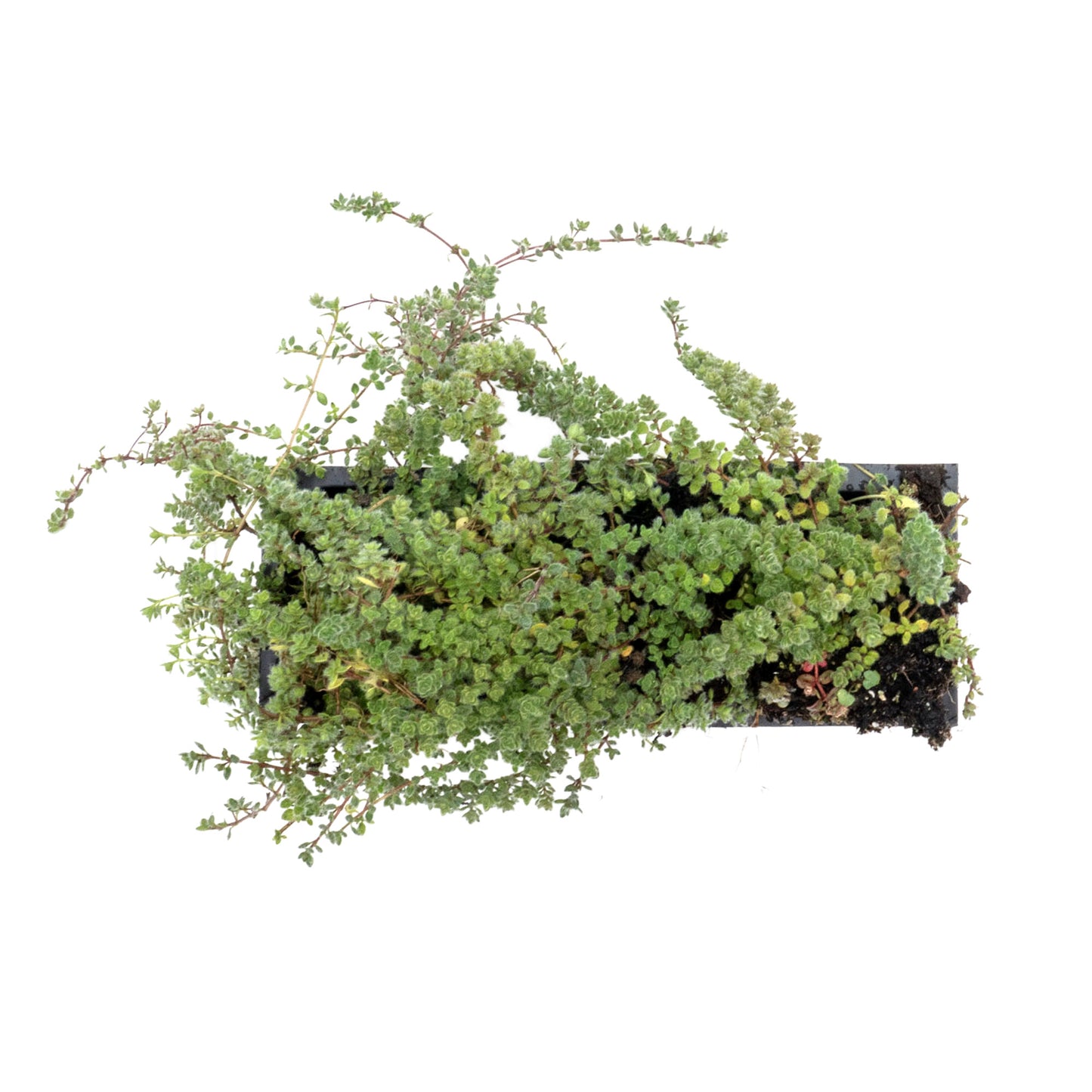 Woolly Thyme in 2.5” Nursery Cubes (Thymus pseudolanuginosus)