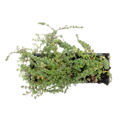 Woolly Thyme in 2.5” Nursery Cubes (Thymus pseudolanuginosus)