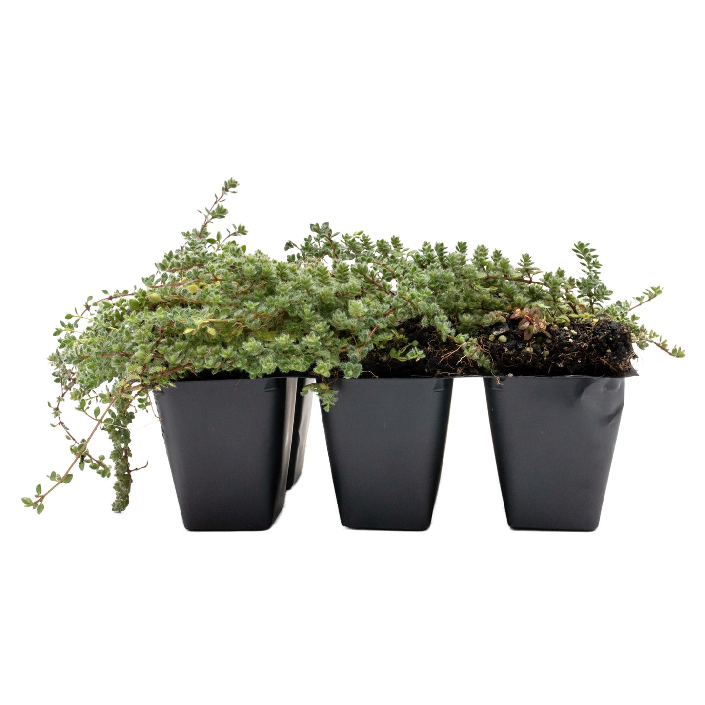 Woolly Thyme in 2.5” Nursery Cubes (Thymus pseudolanuginosus)