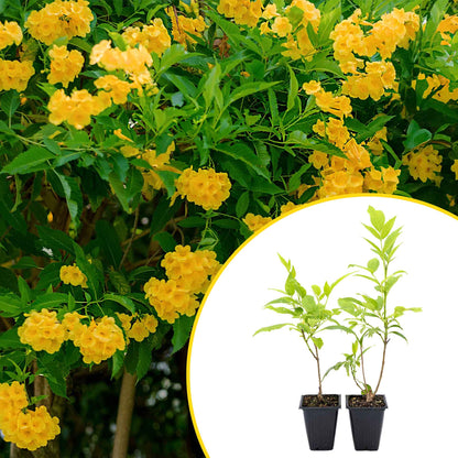 2 Yellow Bells, Live Plants in 3.5" Cubes (Tecoma stans) Flowering Evergreen Shrub with Fast-Growing Fragrant Yellow Blooms for Dense Hedges