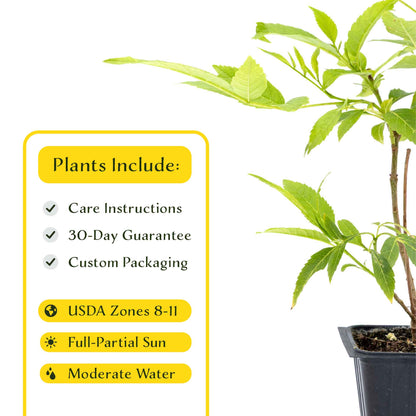 2 Yellow Bells, Live Plants in 3.5" Cubes (Tecoma stans) Flowering Evergreen Shrub with Fast-Growing Fragrant Yellow Blooms for Dense Hedges