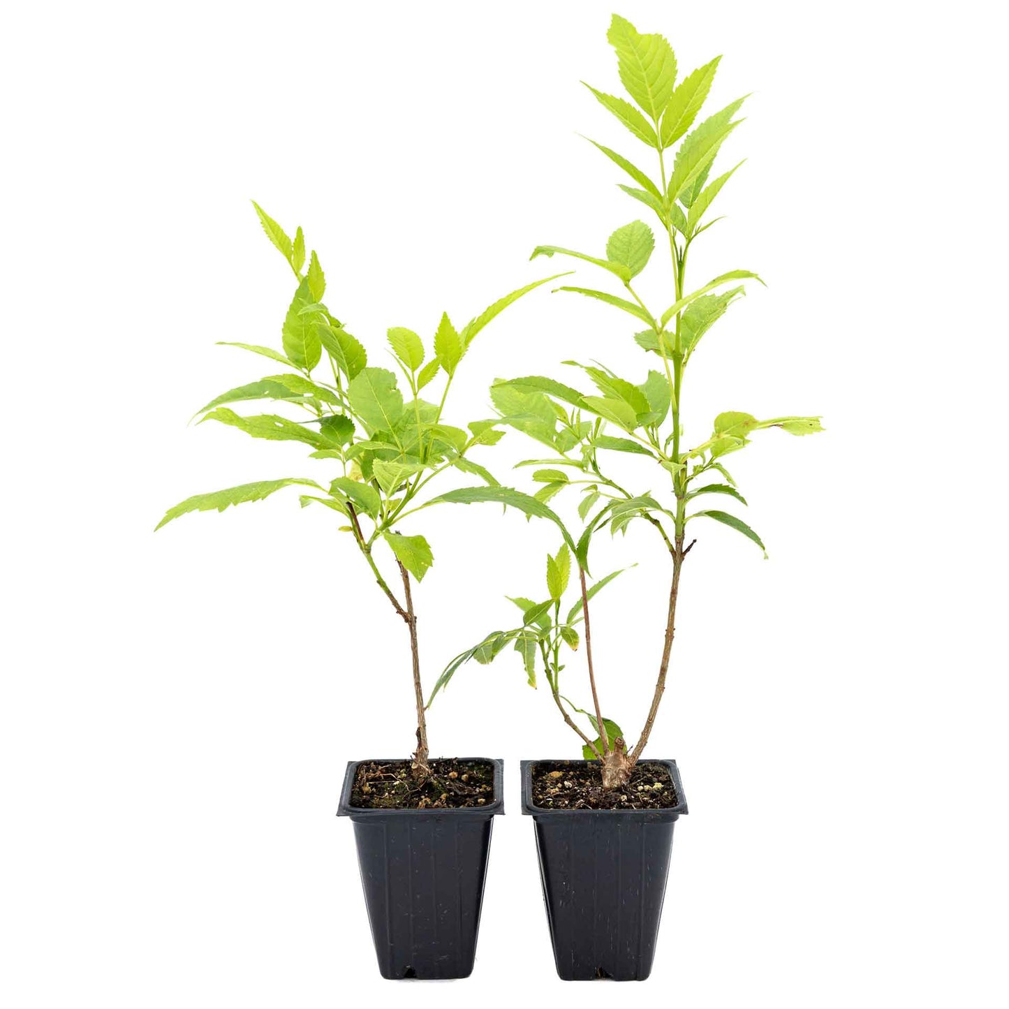 2 Yellow Bells, Live Plants in 3.5" Cubes (Tecoma stans) Flowering Evergreen Shrub with Fast-Growing Fragrant Yellow Blooms for Dense Hedges