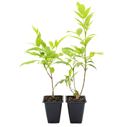 2 Yellow Bells, Live Plants in 3.5" Cubes (Tecoma stans) Flowering Evergreen Shrub with Fast-Growing Fragrant Yellow Blooms for Dense Hedges