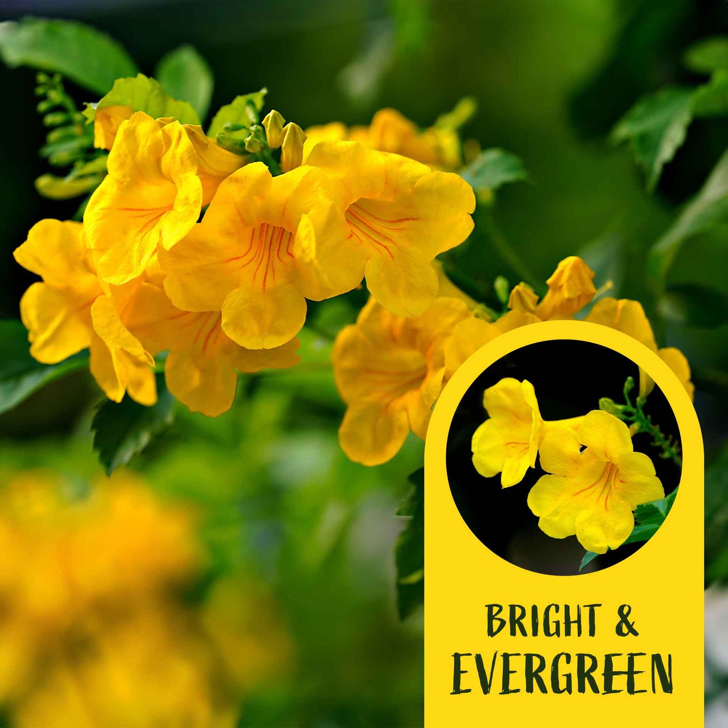 2 Yellow Bells, Live Plants in 3.5" Cubes (Tecoma stans) Flowering Evergreen Shrub with Fast-Growing Fragrant Yellow Blooms for Dense Hedges
