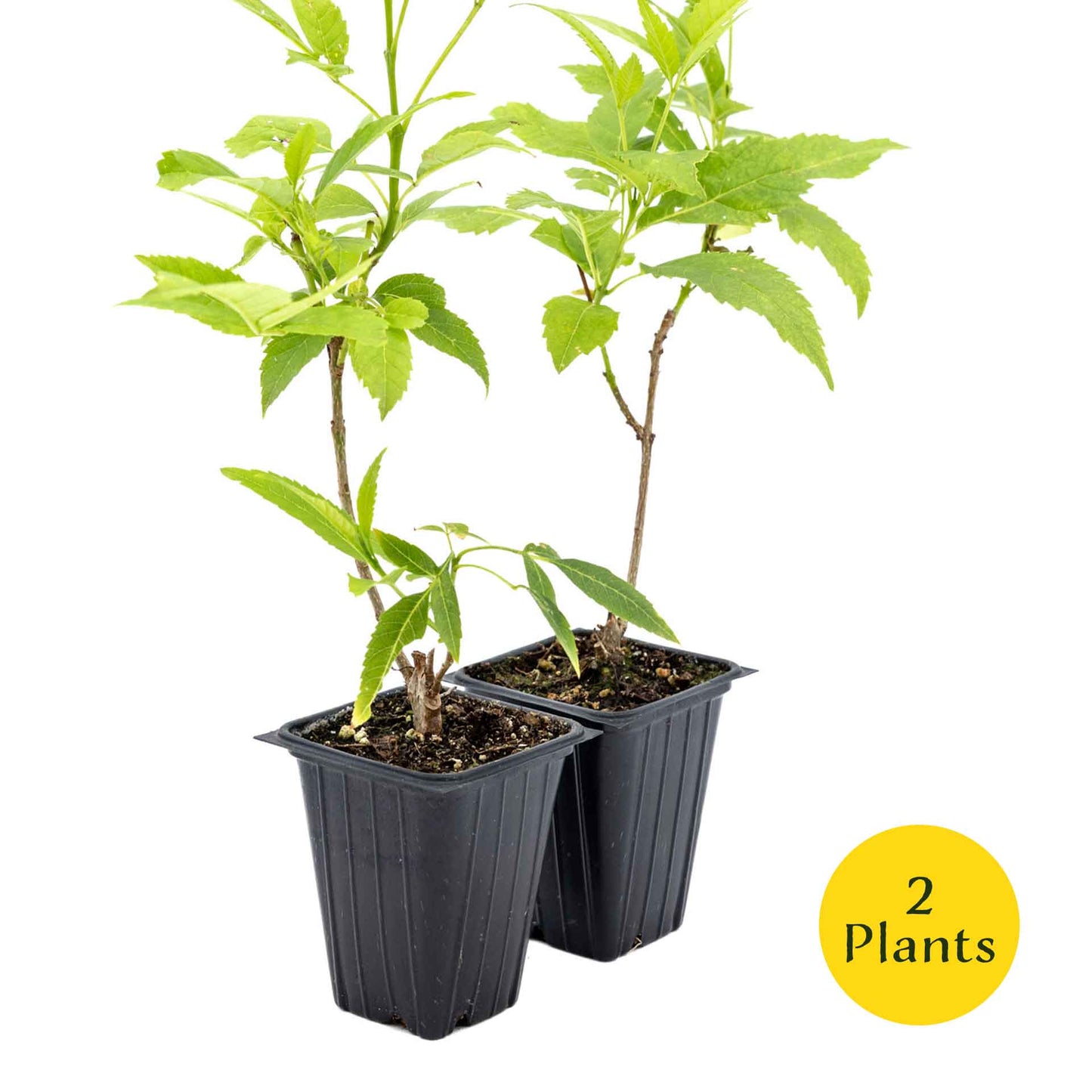 2 Yellow Bells, Live Plants in 3.5" Cubes (Tecoma stans) Flowering Evergreen Shrub with Fast-Growing Fragrant Yellow Blooms for Dense Hedges
