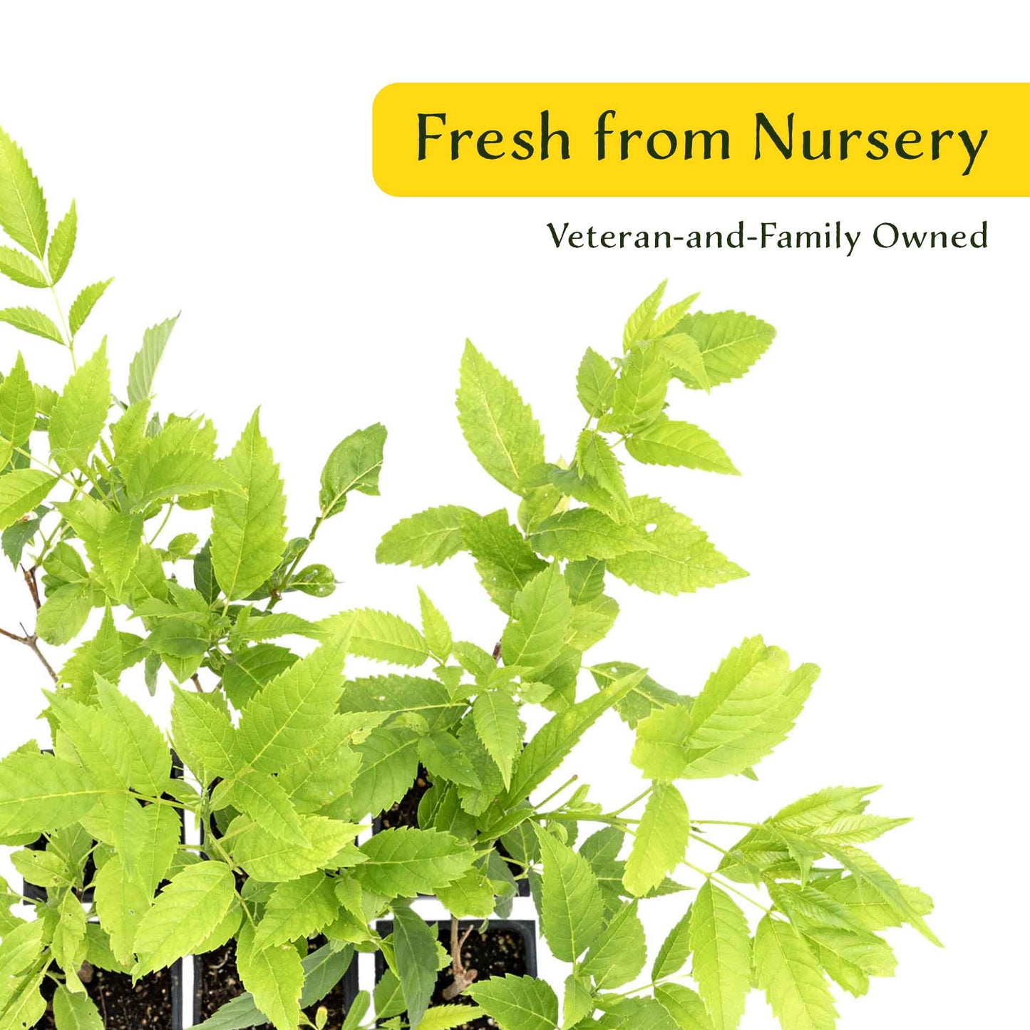 2 Yellow Bells, Live Plants in 3.5" Cubes (Tecoma stans) Flowering Evergreen Shrub with Fast-Growing Fragrant Yellow Blooms for Dense Hedges