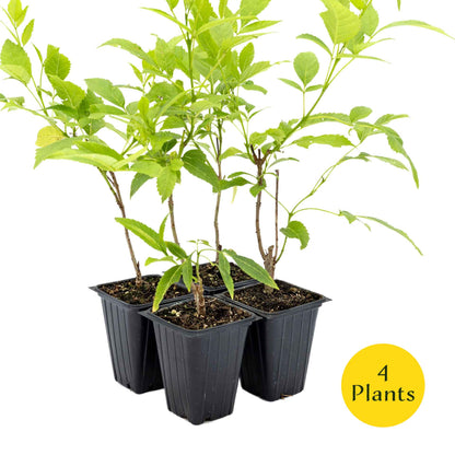2 Yellow Bells, Live Plants in 3.5" Cubes (Tecoma stans) Flowering Evergreen Shrub with Fast-Growing Fragrant Yellow Blooms for Dense Hedges