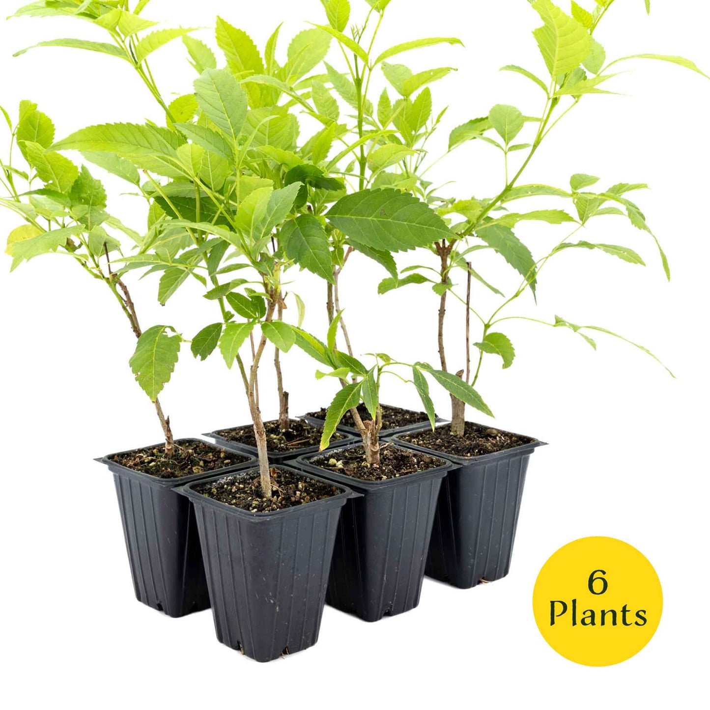 2 Yellow Bells, Live Plants in 3.5" Cubes (Tecoma stans) Flowering Evergreen Shrub with Fast-Growing Fragrant Yellow Blooms for Dense Hedges